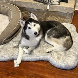 Alamo Ranch Animal Hospital