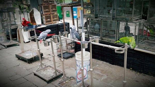 Yuen Po Street Bird Garden by null