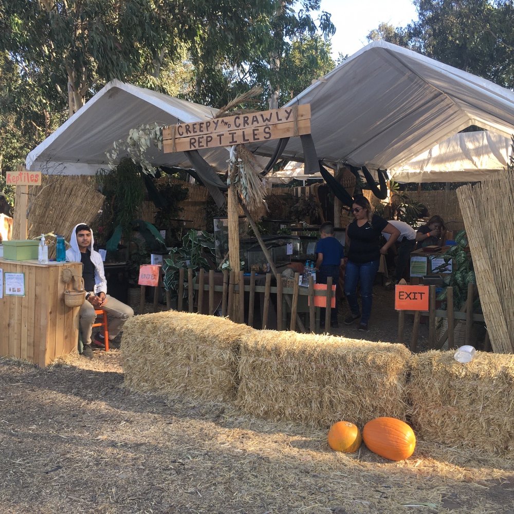 Pumpkin Patch at Webb Ranch - Pumpkin Patches Near Me - Portola Valley, California Pumpkin Patch at Webb Ranch - Pumpkin Patches Near Me - Portola Valley, California