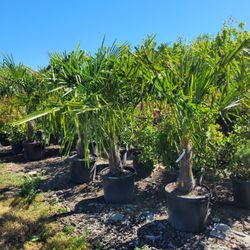 Blue Weeping Nursery