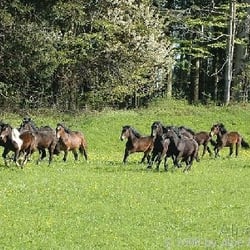 Moosstüble