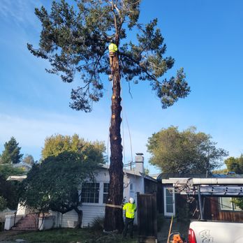 FC Tree Services - Tree Services Near Me FC Tree Services - Tree Services Near Me