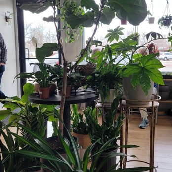 Rooted Plant - Beautiful healthy center display - Nurseries & Gardening Near Me - Kearney, Nebraska Rooted Plant - Beautiful healthy center display - Nurseries & Gardening Near Me - Kearney, Nebraska