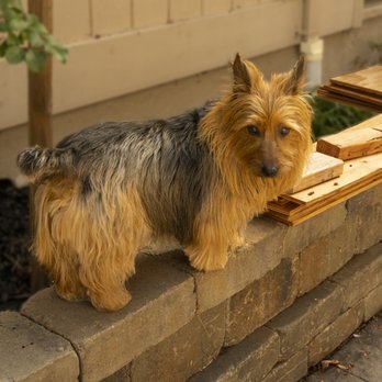 Auntie M's Paw Spa - See the haircut of an Australian Terrier. This is not easy to do. - Pet Groomers Near Me - Alamo, California Auntie M's Paw Spa - See the haircut of an Australian Terrier. This is not easy to do. - Pet Groomers Near Me - Alamo, California