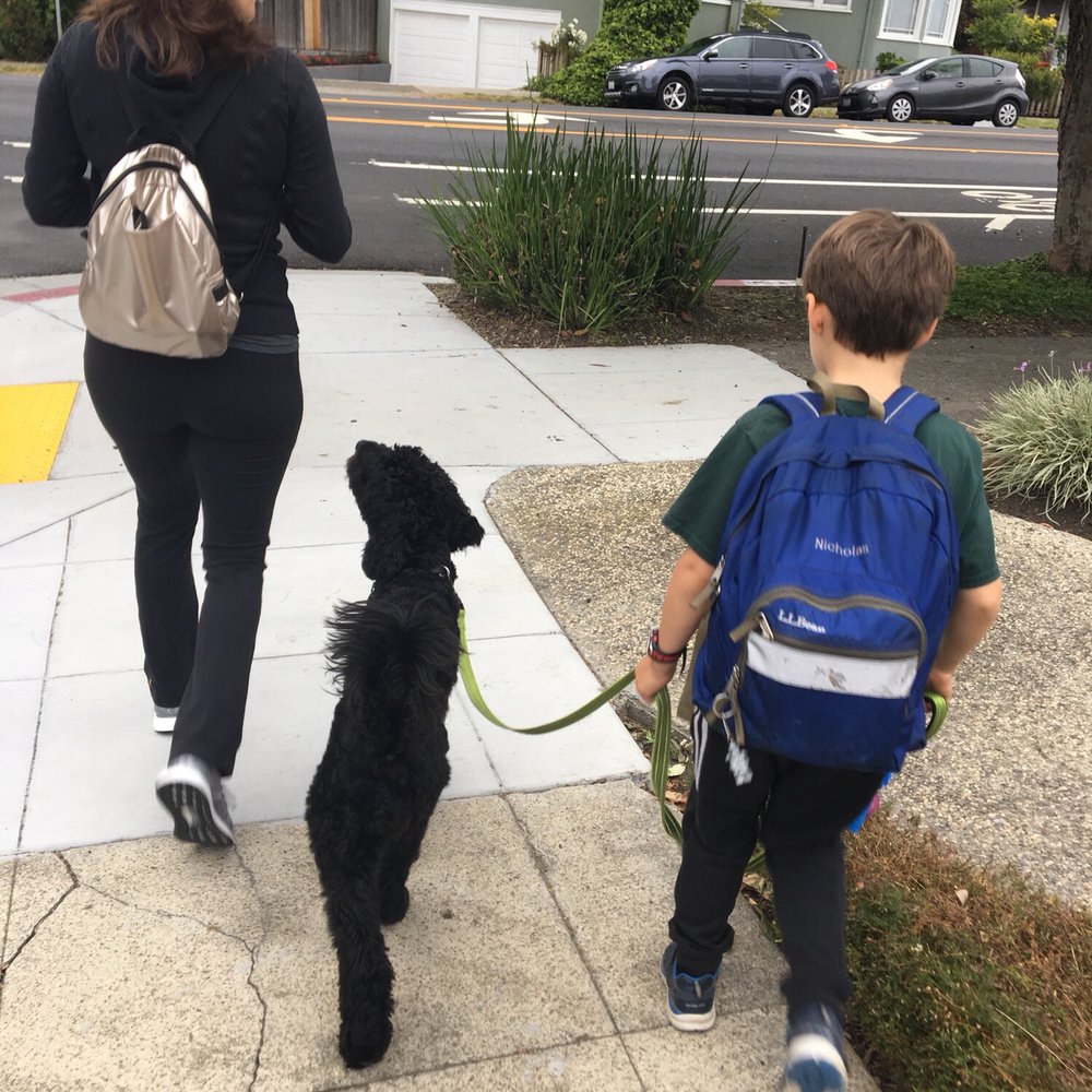No Problem! Dog Training - Pet Training Near Me
