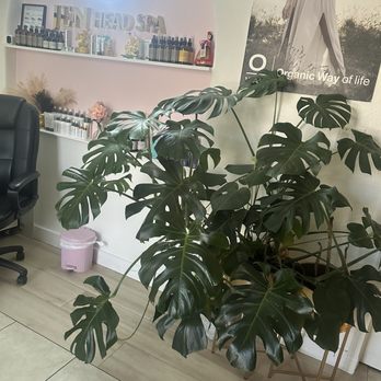 Jen Head Spa - Entrance....love this monstera - Medical Spas Near Me - San Jose, California Jen Head Spa - Entrance....love this monstera - Medical Spas Near Me - San Jose, California