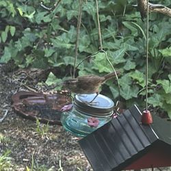 Wild Birds Unlimited