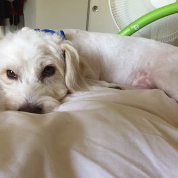 Happy Puppy - Still so cute :) but sleepy baby haha - Pet Groomers Near Me - Fullerton, California