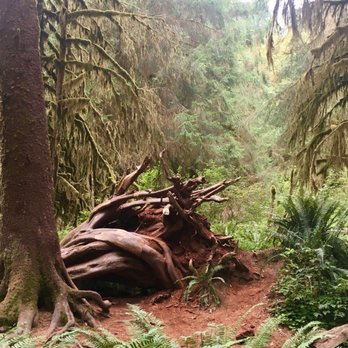 Hoh Rainforest - Hiking Near Me - Forks, Washington Hoh Rainforest - Hiking Near Me - Forks, Washington