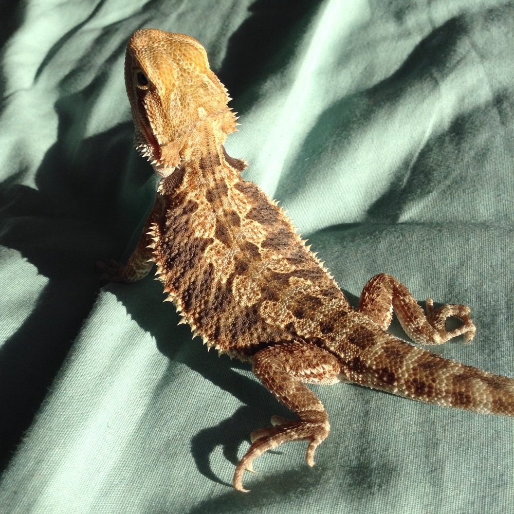 Pet Care - This is the bearded dragon I bought from them, Coralia - Pet Stores Near Me - Los Angeles, California Pet Care - This is the bearded dragon I bought from them, Coralia - Pet Stores Near Me - Los Angeles, California