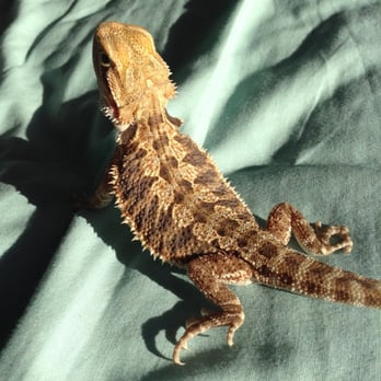 Pet Care - This is the bearded dragon I bought from them, Coralia - Pet Stores Near Me - Los Angeles, California Pet Care - This is the bearded dragon I bought from them, Coralia - Pet Stores Near Me - Los Angeles, California