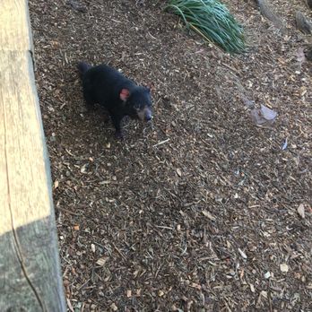 Bonarong Wildlife Sanctuary - Zoos Near Me - Brighton, TAS