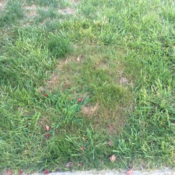 TruGreen Lawn Care - More - Lawn Services Near Me - Harrington, Delaware TruGreen Lawn Care - More - Lawn Services Near Me - Harrington, Delaware
