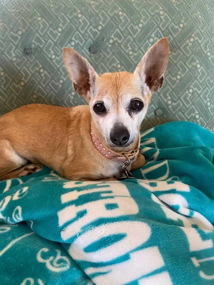 Pooch Tails - pet boarding facility in Madison, WI