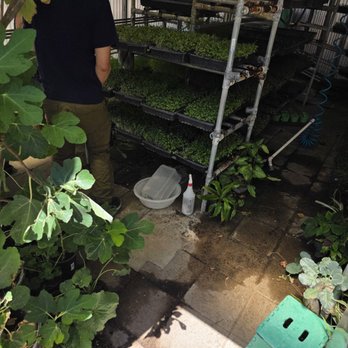 Herbs By Diane - The greenhouse - Farms Near Me - Boulder City, Nevada Herbs By Diane - The greenhouse - Farms Near Me - Boulder City, Nevada