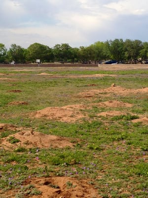 Redbud Park by null