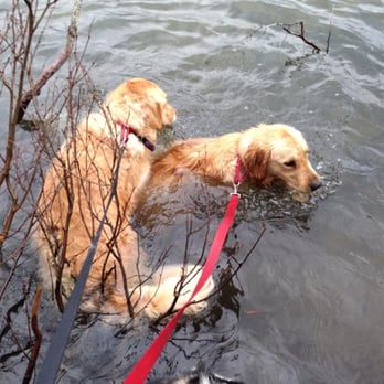 Canine Camp - Little bit of a swim - Dog Walkers Near Me - Plymouth, Massachusetts Canine Camp - Little bit of a swim - Dog Walkers Near Me - Plymouth, Massachusetts