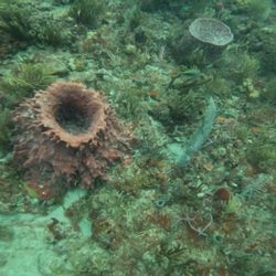 Narcosis Dive Company - Footage i took on a dive