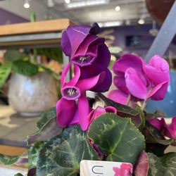MilleFiori Florist, Ltd