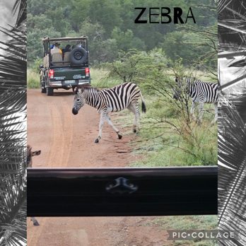 Advantage International - Zebra - Tours Near Me - Chicago, Illinois