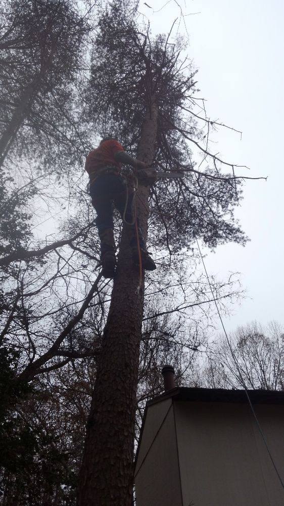 HEFLIN’S LAWN CARE Spotsylvania Courthouse, Virginia Tree Services