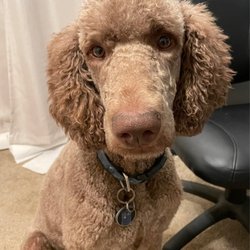 Groom And Zoom Mobile Pets - My poodle's beautifully shaped topknot & ears.