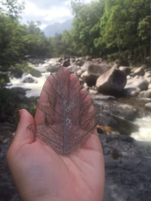 Mossman Gorge by null