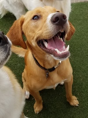 Red Barn Pet Retreat 19520 Stieg Rd Corcoran Mn Boarding Kennels Mapquest
