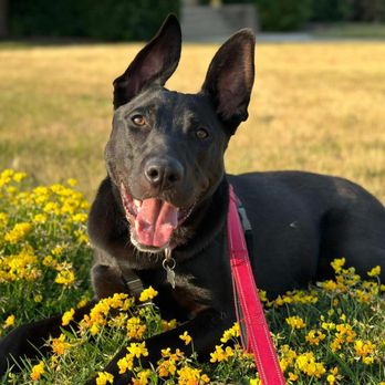 Beanie's Dog Training - From the shelter into a great home. (Finished puppy training with success 2023) - Pet Training Near Me Beanie's Dog Training - From the shelter into a great home. (Finished puppy training with success 2023) - Pet Training Near Me