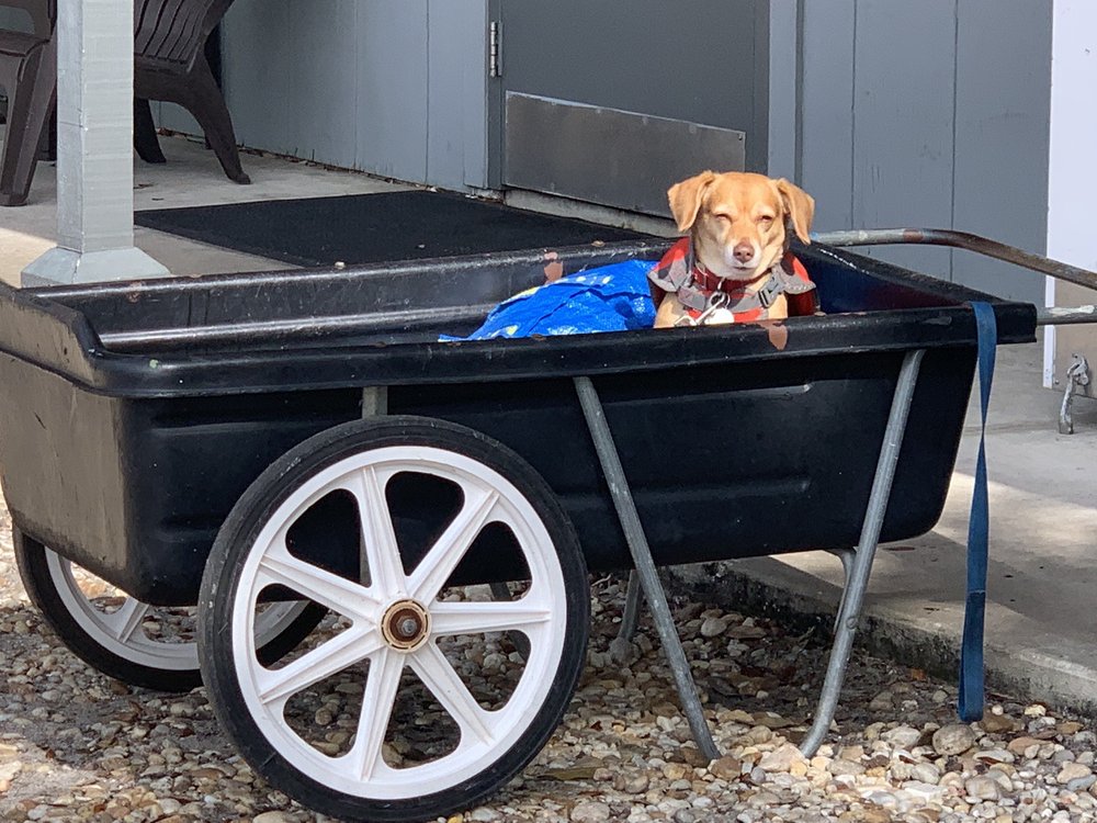 He liked being talked to while his master was in doing laundry. I think