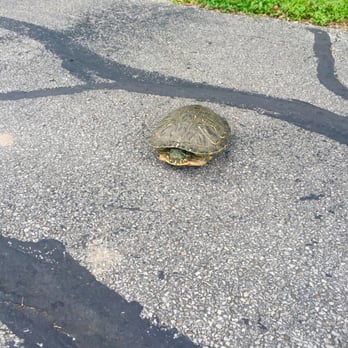 Terry Hershey Park - We saved this little guy in the middle of the path - Parks Near Me - Houston, Texas Terry Hershey Park - We saved this little guy in the middle of the path - Parks Near Me - Houston, Texas