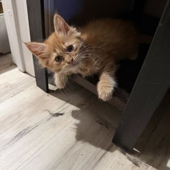 Sandra’s Maine Coon Kittens - Pet Breeders Near Me - South Windsor, Connecticut Sandra’s Maine Coon Kittens - Pet Breeders Near Me - South Windsor, Connecticut