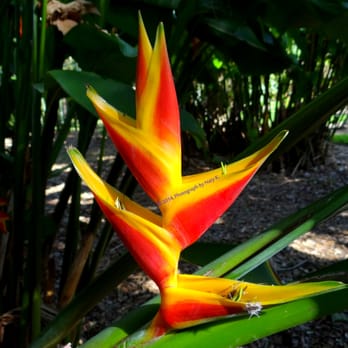 Gifford Arboretum - Parks Near Me - Coral Gables, Florida