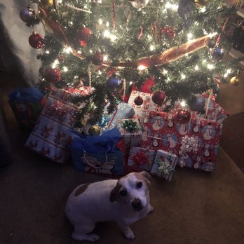 Gateway Animal Clinic - Fully recovered just in time for Christmas! - Veterinarians Near Me - Cleveland, Ohio Gateway Animal Clinic - Fully recovered just in time for Christmas! - Veterinarians Near Me - Cleveland, Ohio