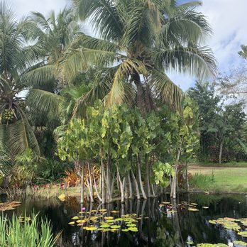 Naples Botanical Garden - Calming - Botanical Gardens Near Me - Naples, Florida