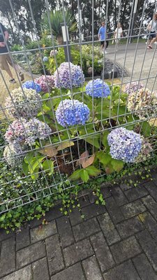 Cabo Girão miradouro by null