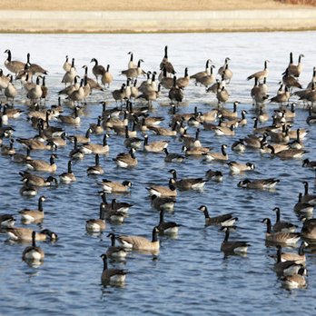 AZ Mobile Water Delivery - Fresh water for the geese! - Water Delivery Near Me AZ Mobile Water Delivery - Fresh water for the geese! - Water Delivery Near Me