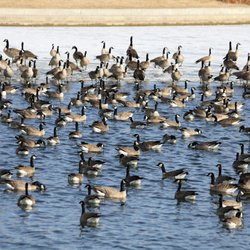 AZ Mobile Water Delivery - Fresh water for the geese!