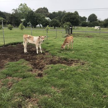 The Lili House Farm - Petting Zoos Near Me - Volcano, Hawaii