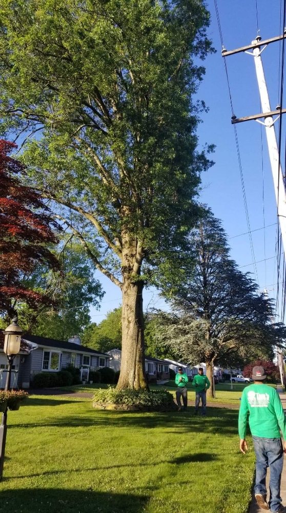 Tom's Tree Services - tree service in Bensalem, PA