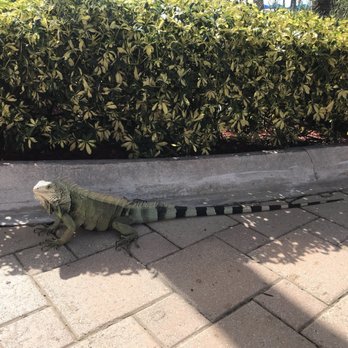 InterContinental - There are many friendly iguanas that roam the grounds - Resorts Near Me - Carolina, Puerto Rico InterContinental - There are many friendly iguanas that roam the grounds - Resorts Near Me - Carolina, Puerto Rico