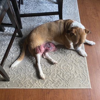 Tiny Town Animal Clinic - Subcutaneous Lymphoma - Veterinarians Near Me - Clarksville, Tennessee
