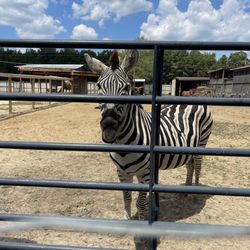 It's A Zoo Life - Zebra - Joey