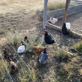 Naches Heights Vineyard - Chickens - Wineries Near Me - Yakima, Washington Naches Heights Vineyard - Chickens - Wineries Near Me - Yakima, Washington