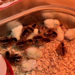 Tractor Supply - Chickens for sale