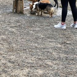 Dog Park at Tom Brown