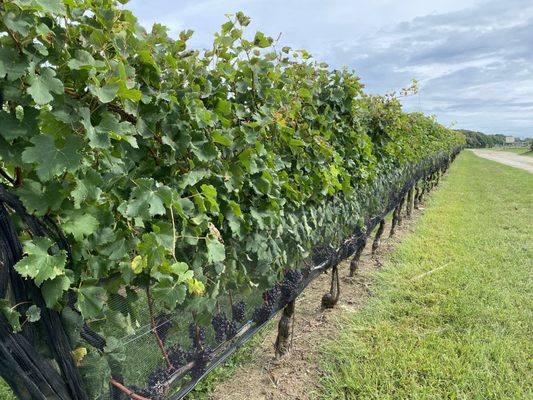 McCall Wines by null
