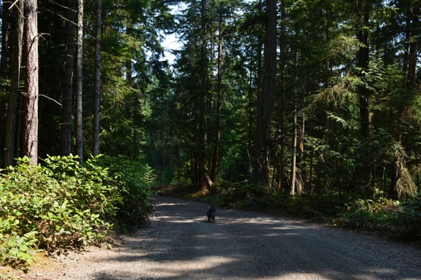 WOODS on Pender by null
