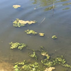 Rio Bosque Wetlands Park - The water reminds me of the all the places we'd swim in WI. A little muddy with a little moss.