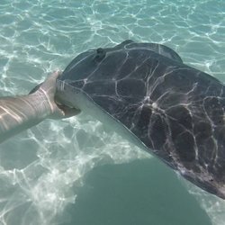 Sting Ray City